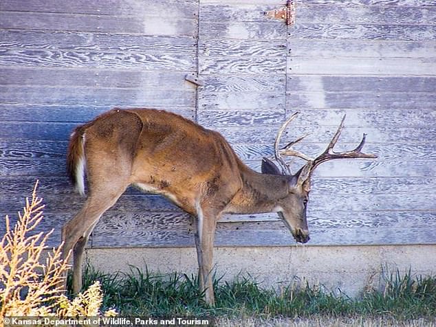 Pictured is a deer showing signs of chronic wasting disease, a 100 percent fatal condition that causes parts of the brain to slowly degenerate to a spongy consistency, leaving animals tp drool and stare blankly before they die