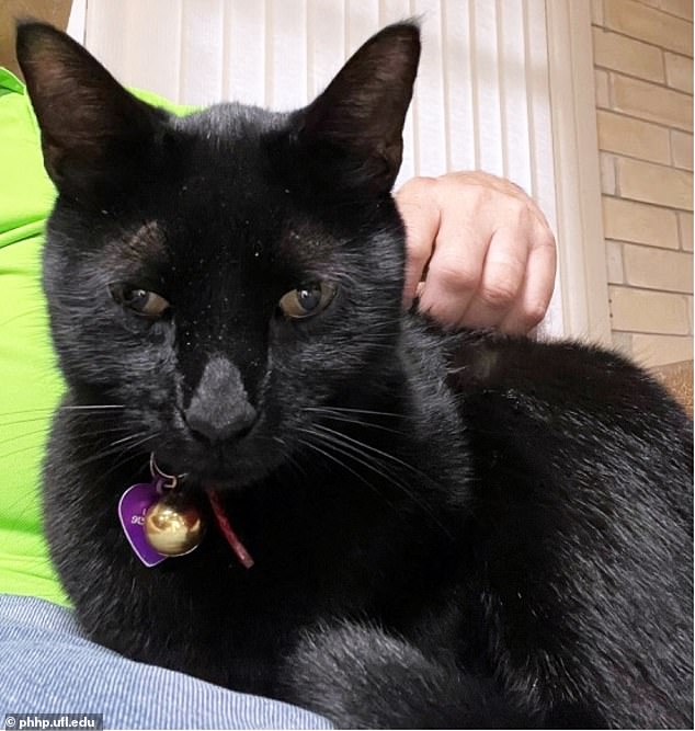 A shorthaired black cat named Pepper dropped the rodent that researchers found the new virus in at Dr Lednicky's feet. The virus expert originally was looking for signs of mule deerpox, a virus that's fatal in deer, in the mouse, and was surprised to find the new class of jeilongvirus