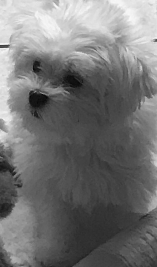 Darcy