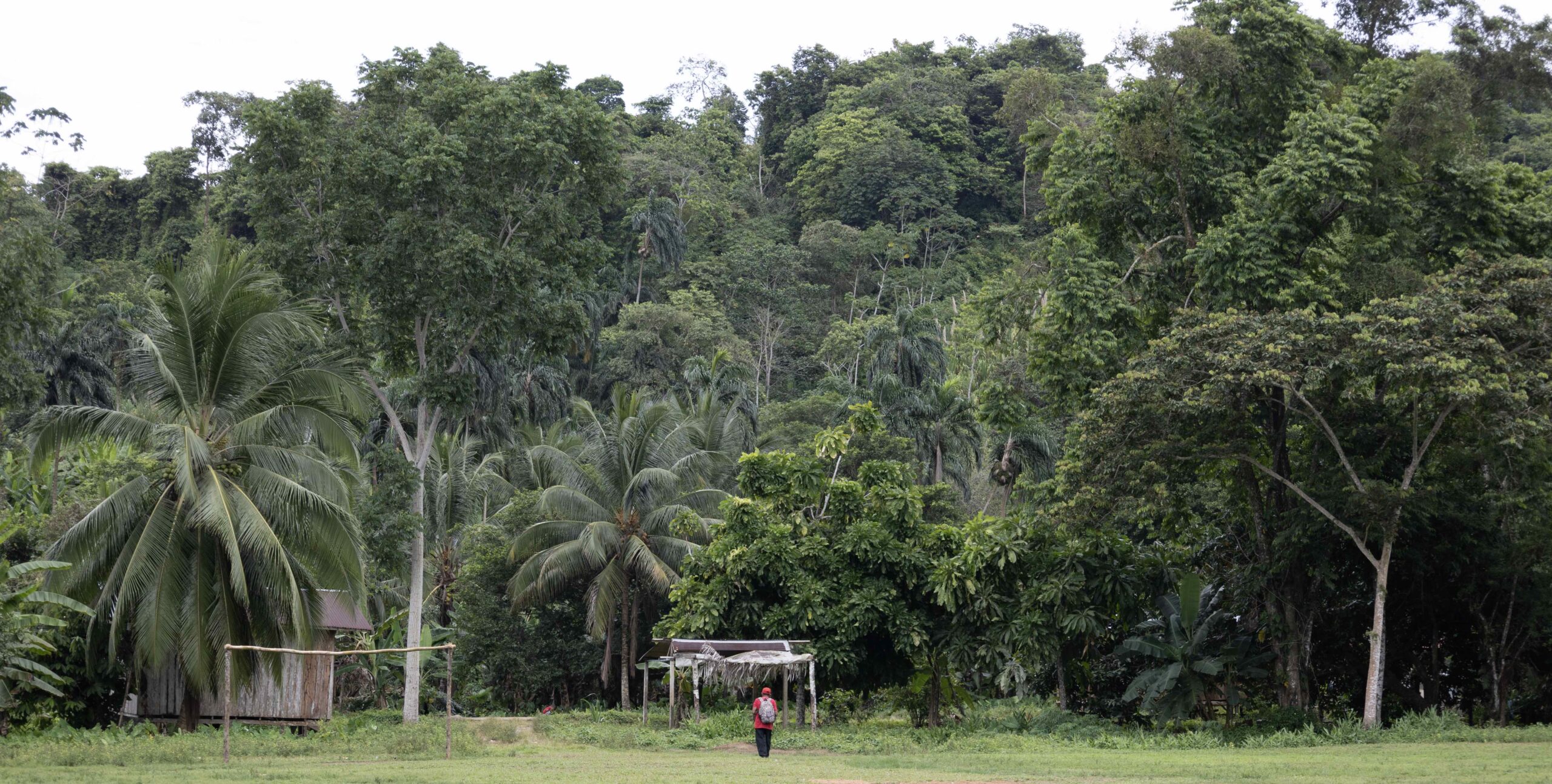 Santa Marta's dense jungle vegetation is home to dozens of plant species containing curative properties that are used as medicine in the village. Image by Adam D. Williams.