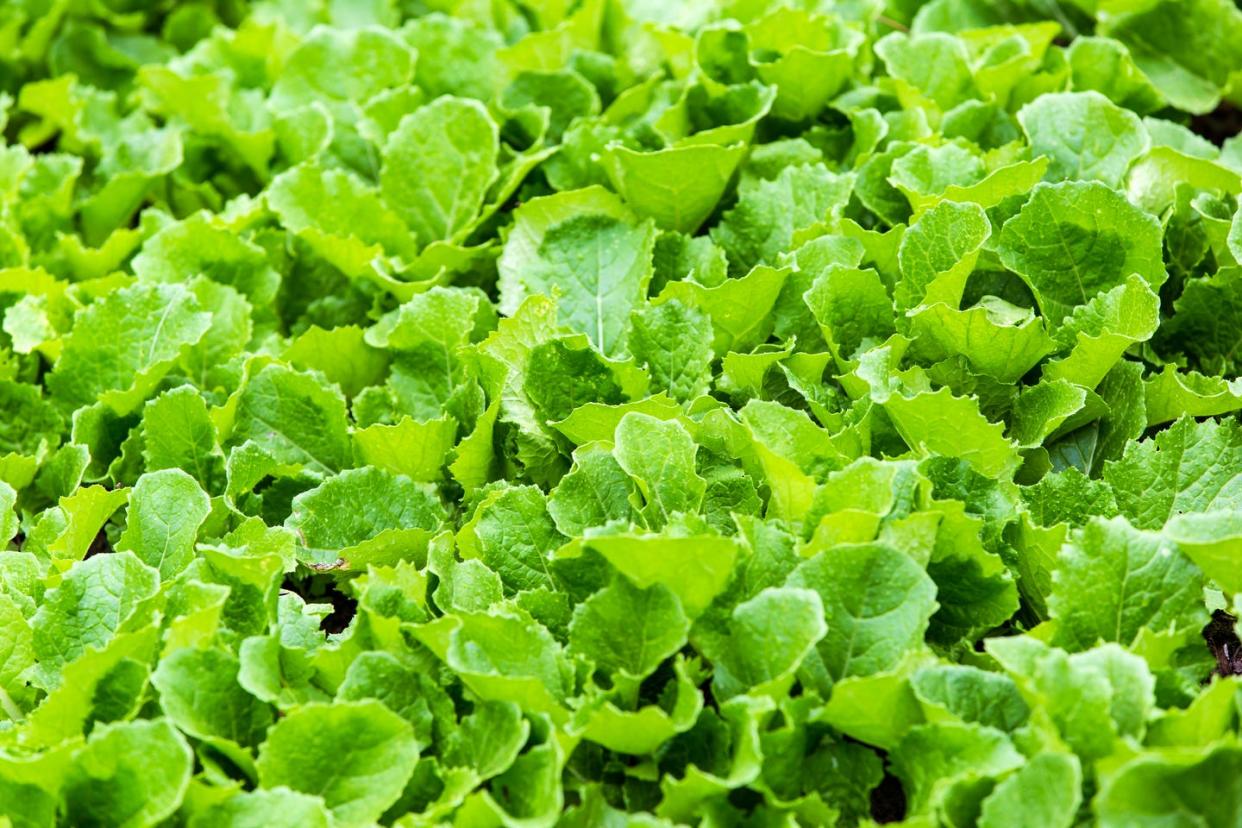 leaf mustard greens grow a vegetable garden at village in rilong town