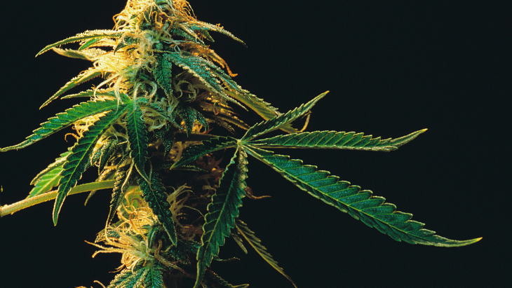 cannabis flower