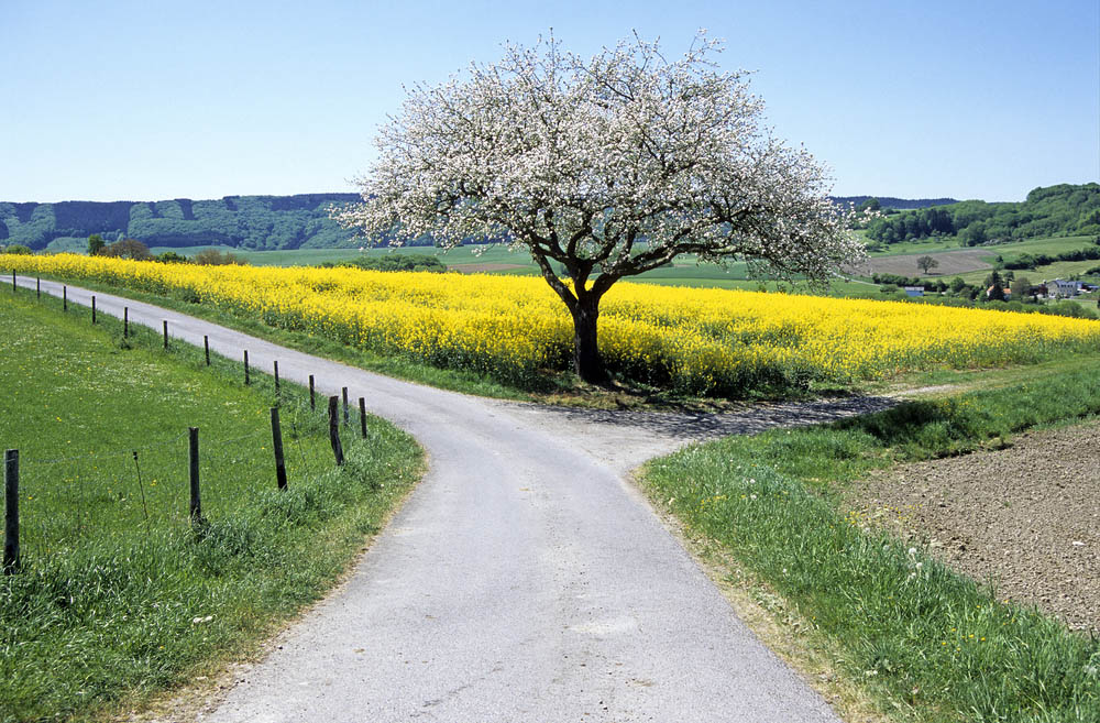 A road curves past a tree. A path worn into the grass leads away.