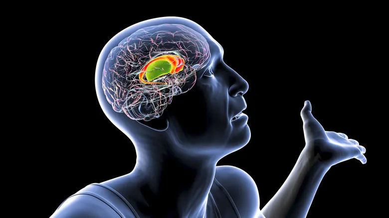 the location of the striatum in the human brain