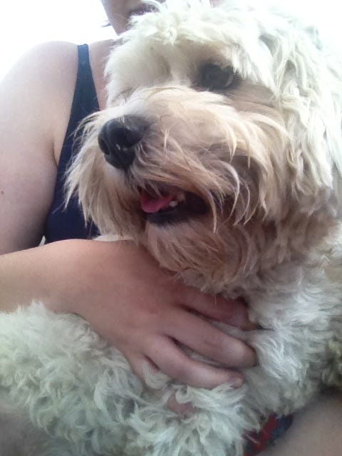 Light-colored dog being held by a person.