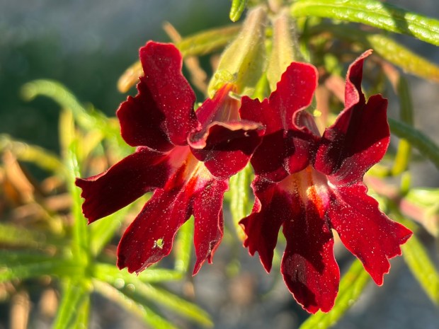These monkey flowers are growing outside of one of the camellia shadehouses at Nuccio's Nurseries in Altadena. (Photo courtesy of Lois Siskin)