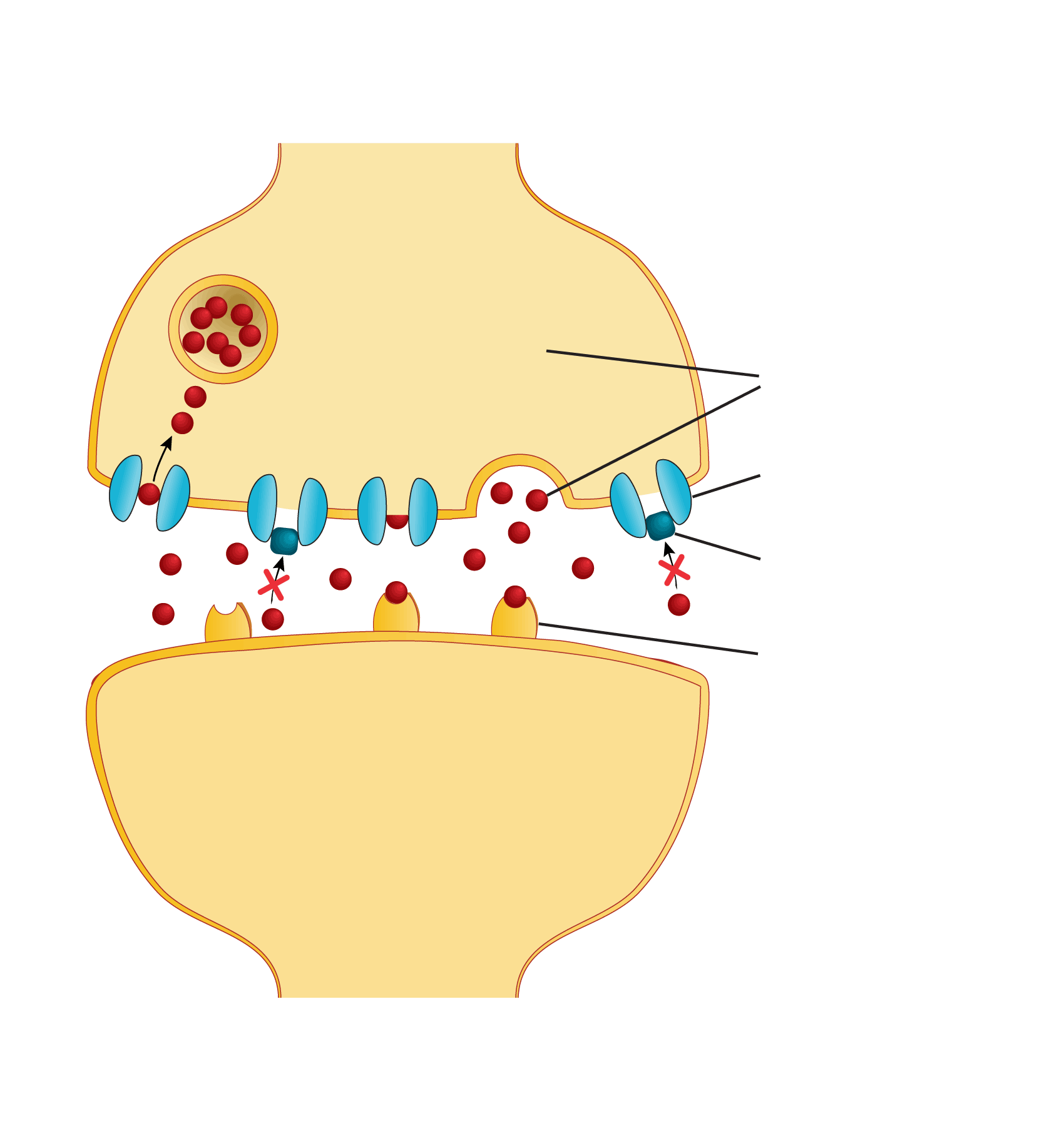 Top: A schematic shows how a neuron releases serotonin to a receiving neuron next to it. A serotonin transporter protein sucks leftover serotonin back into the original neuron, unless the protein is blocked by a selective serotonin reuptake inhibitor.