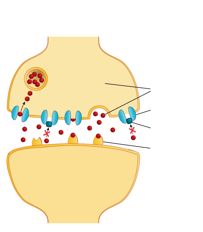 Top: A schematic shows how a neuron releases serotonin to a receiving neuron next to it. A serotonin transporter protein sucks leftover serotonin back into the original neuron, unless the protein is blocked by a selective serotonin reuptake inhibitor.