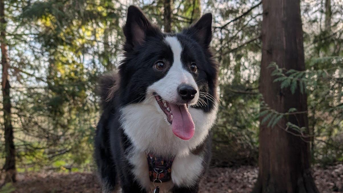 A black-and-white dog standing on a tree stump in a wood. She has her tongue stuck out.