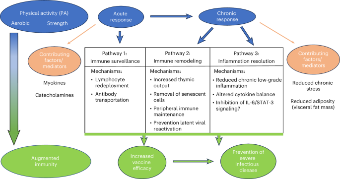 Fig. 4: The three main known pathways by which physical activity enhances immunity.