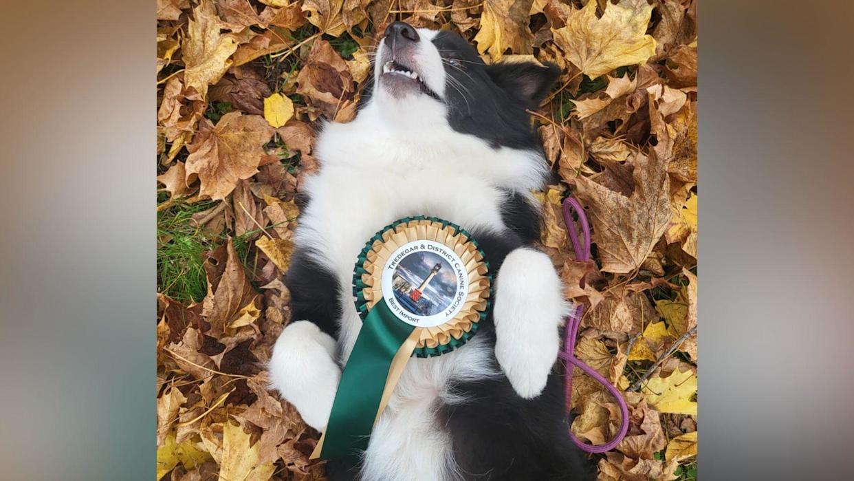 A black and white dog lying on her back in autumn leaves, with a green rosette balanced on her chest saying Tredegar and District Canine Society best import.