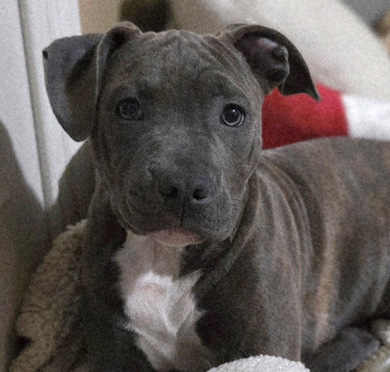 Gibby, 3 months old, was rescued from a hoarding case in Halethorpe in February, and will be available for adoption from Baltimore County Animals Services on Saturday.