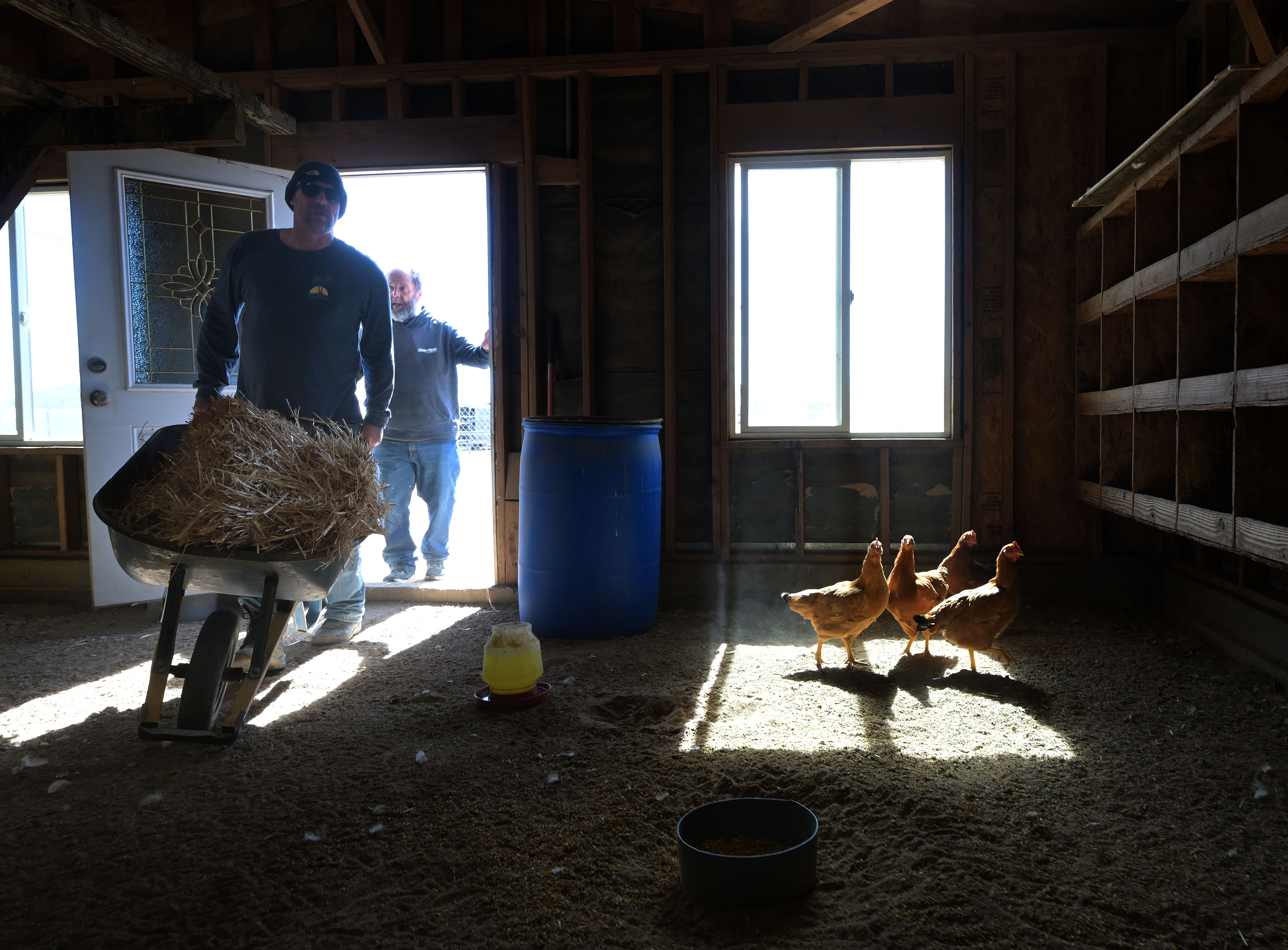 âRancherâ John Fisk, 44 from Ontario, wheels hay into a...