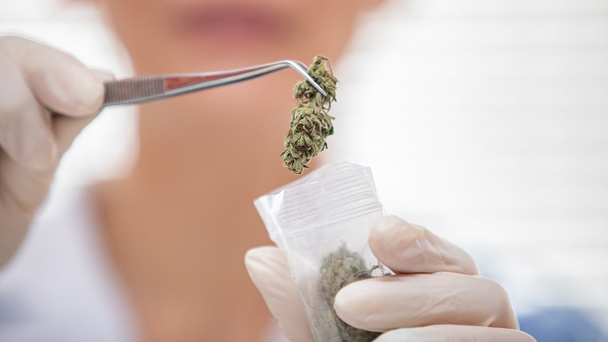 scientist puts weed bud into plastic. bag with tweezers
