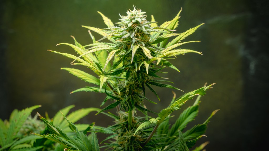 Close-up of a blooming female cannabis plant with visible crystals, ready for harvest.
