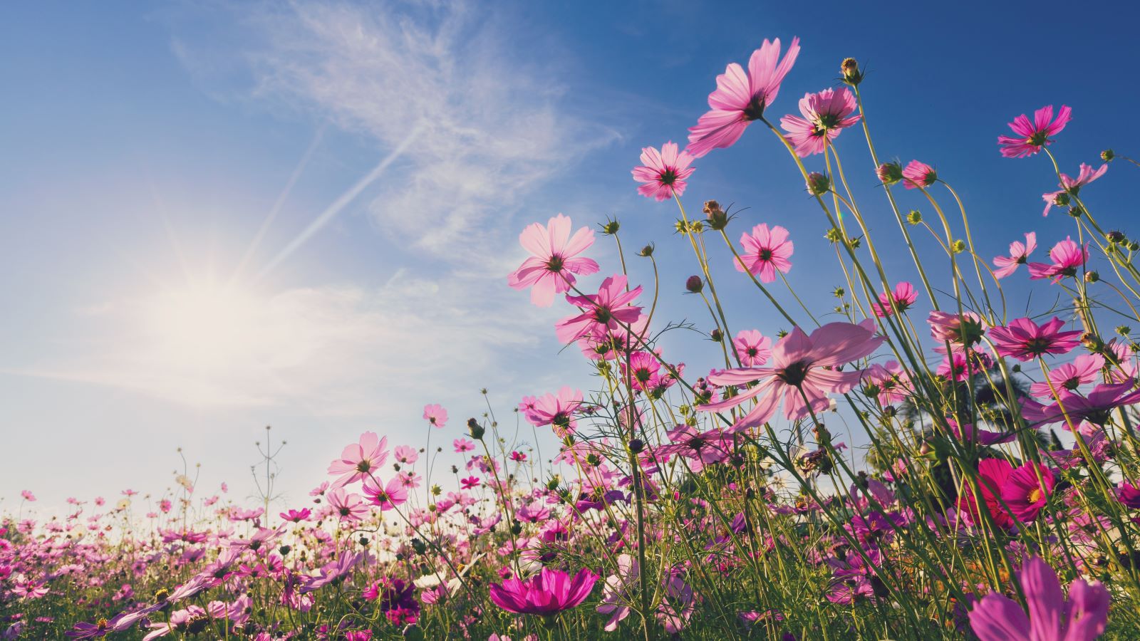 Why Longer Days Actually Boost Your Mood