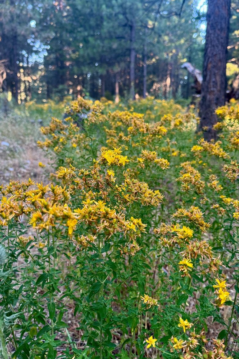 Martha Stem participated in a five-day retreat with Confluence Retreats in Oregon.