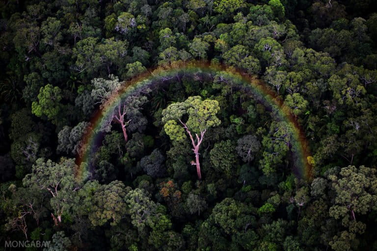 Rainforest in Malaysian Borneo. Rainbow effect added post-production.