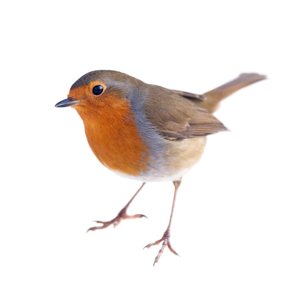robin bird with distinctive orange chest