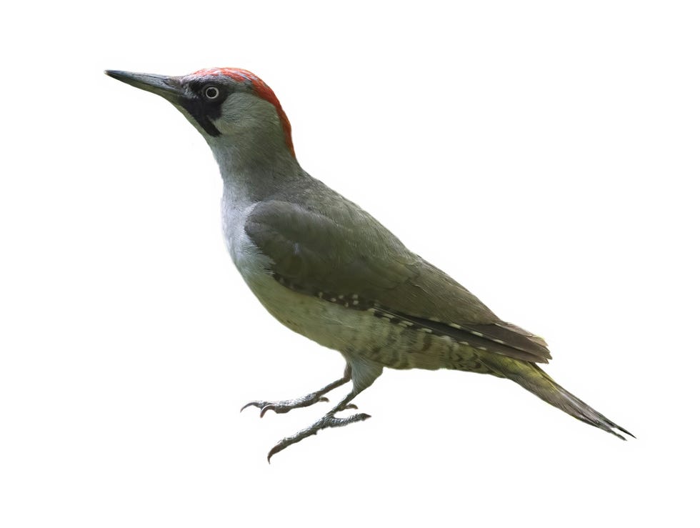 female european green woodpecker in the white background
