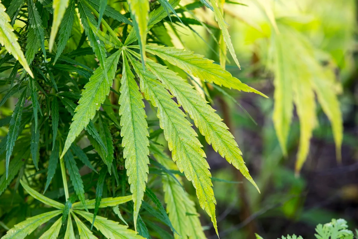 A cannabis plant growing in the Oxford Botanic gardens, Oxford, UK