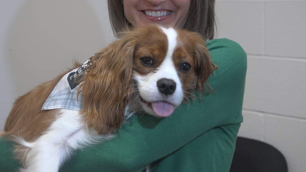 River is a 1-year-old Cavalier King Charles Spaniel