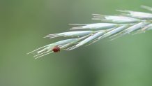 A wood tick dangles over the main hiking trail on Peddocks Island, one of the Boston Harbor Islands, in Massachusetts on July 17, 2025.