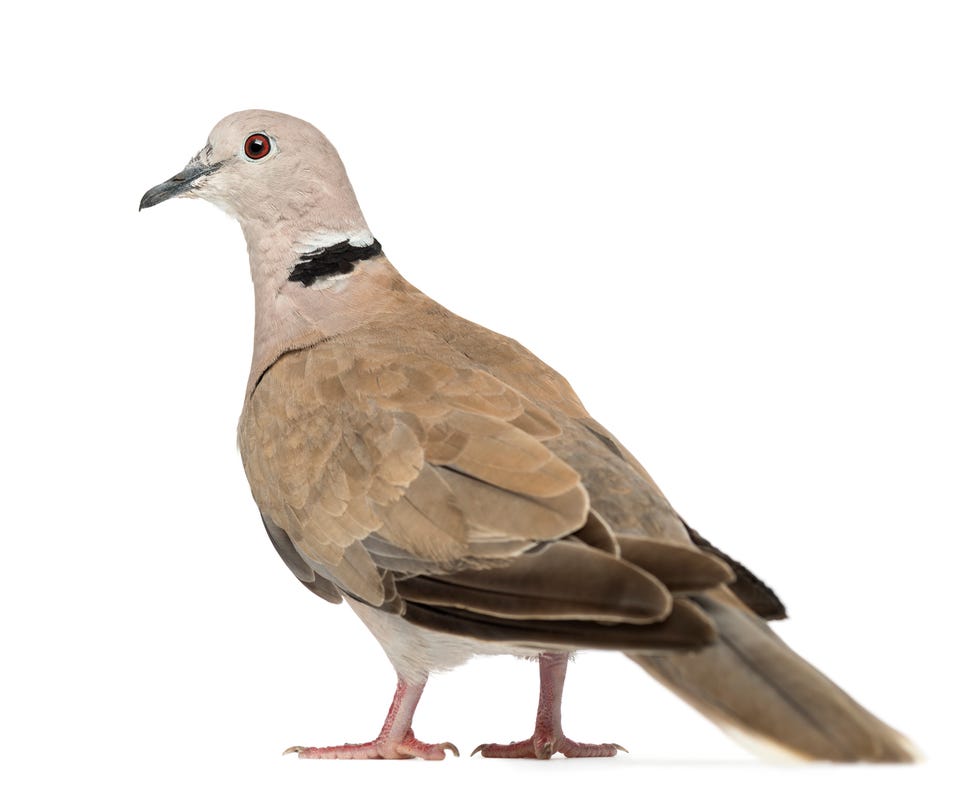eurasian collared dove, streptopelia decaocto, often called the collared dove against white background