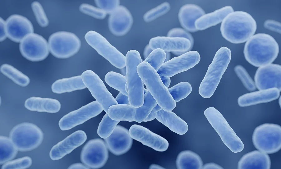 Gut bacteria
