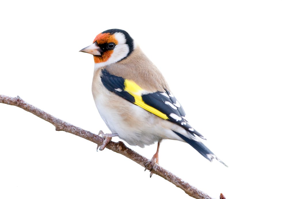 goldfinch perched on a branch against a white background