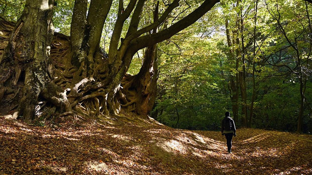 A solo hiker along the 'Roman Bath' trail in Bakonynána, Hungary. - Raphael Ruz // Shutterstock