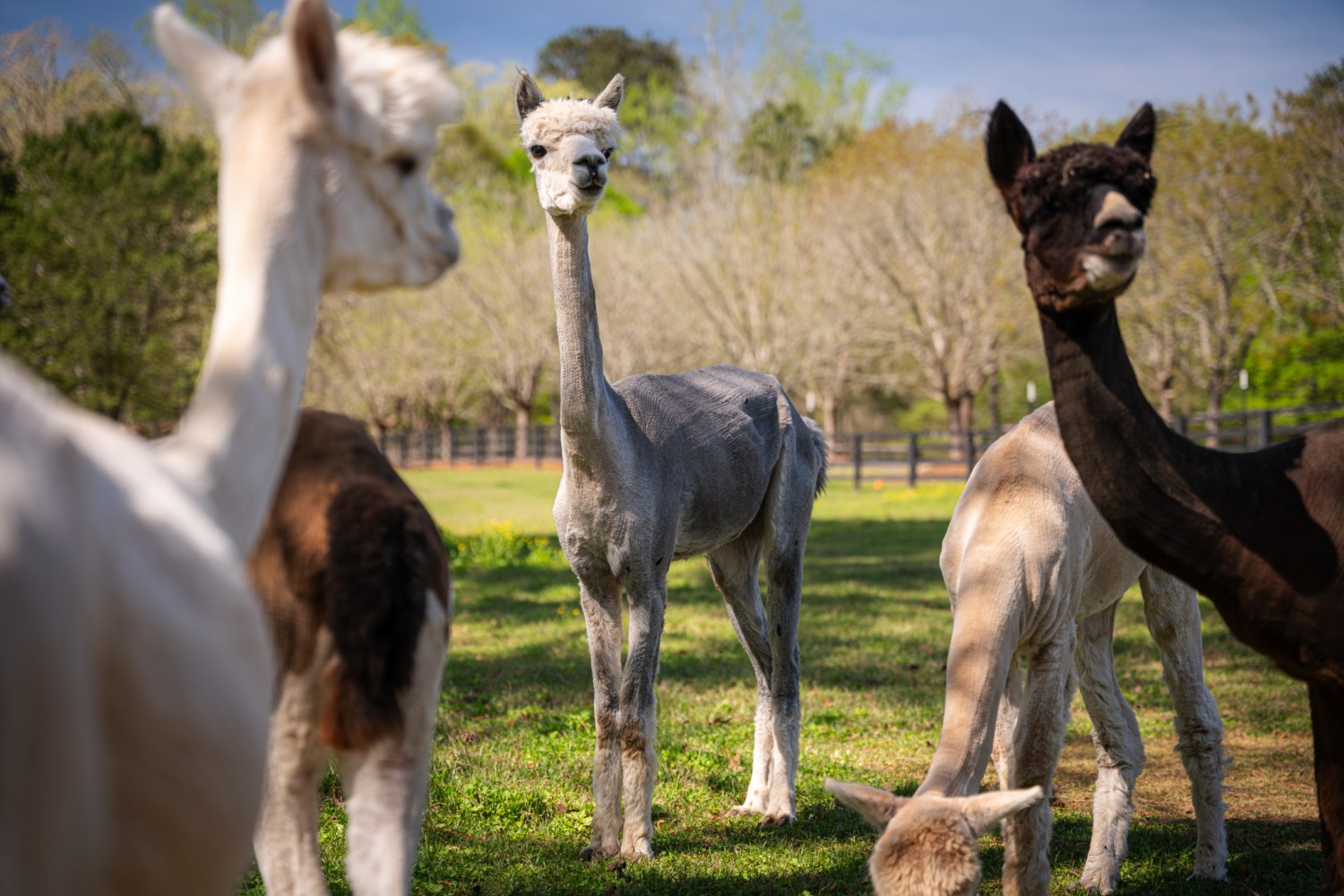 Longleaf Wellness & Recovery (Nathan Watson / Bham Now)