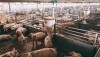 Lots of pigs in animal shed eating, standing and lying. Meat industry concept_ Photo by Dusan Petkovic via AdobeStock_258495612.jpg