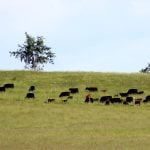 Cows graze in long grass in a hilly pasture dotted with trees. Photo: Diana Martin