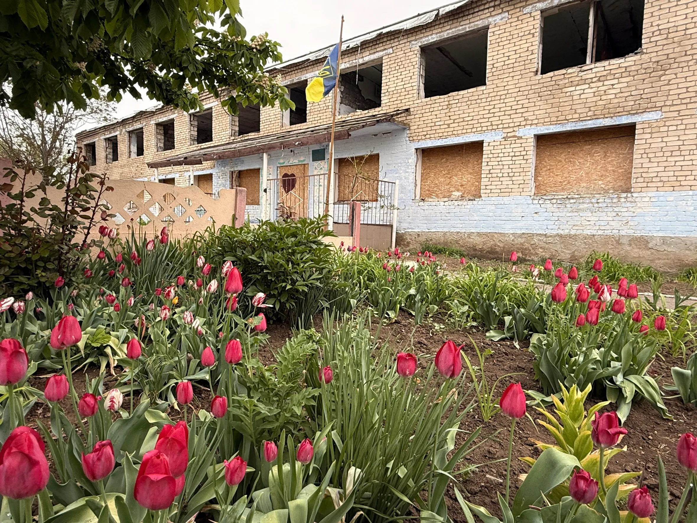 Damaged brick building with boarded-up windows and a Ukrainian flag, with red tulips blooming in the foreground.