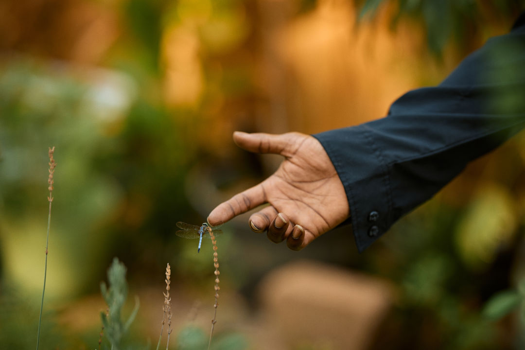 A hand reaches out and touches a thin plant and the dragonfly perched on it.