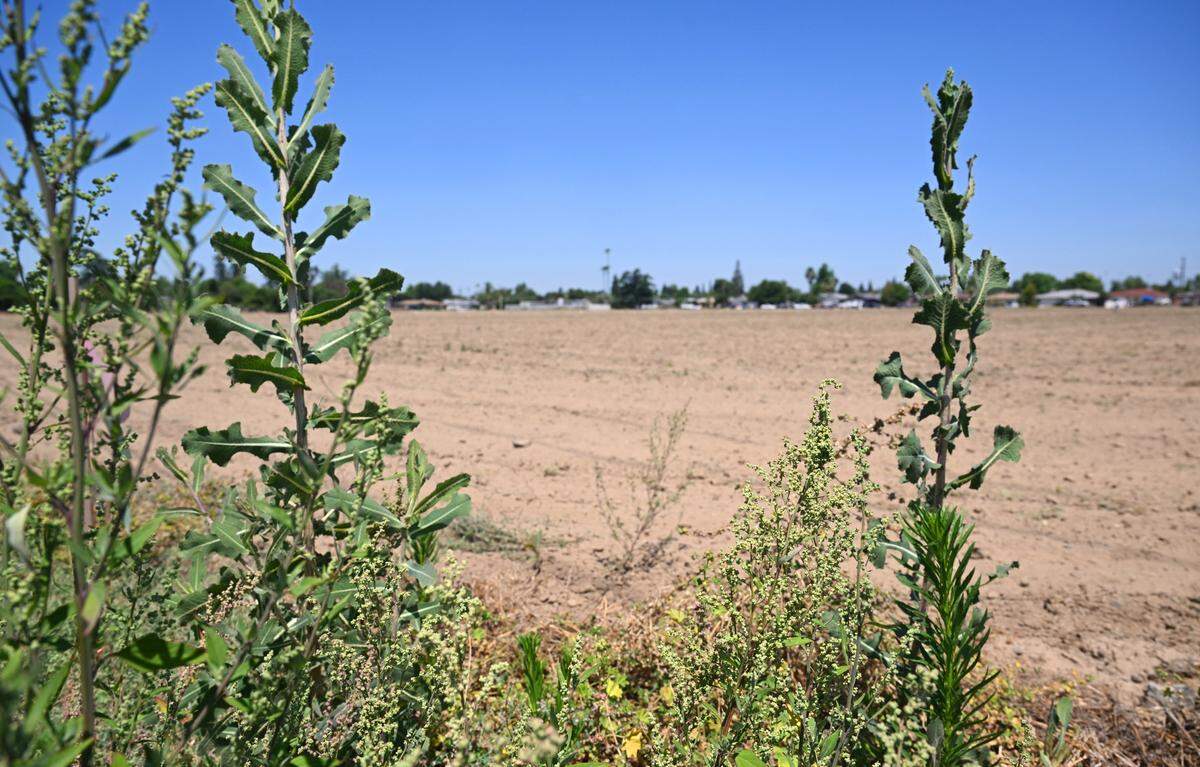 Weeds grow at the southeast corner of a 4-acre plot of land just south of Sanger's Tom Flores Stadium, slated for an 88-unit housing project, the largest of its kind outside of Fresno or Clovis. Photographed Friday, May 22, 2026 in Sanger.