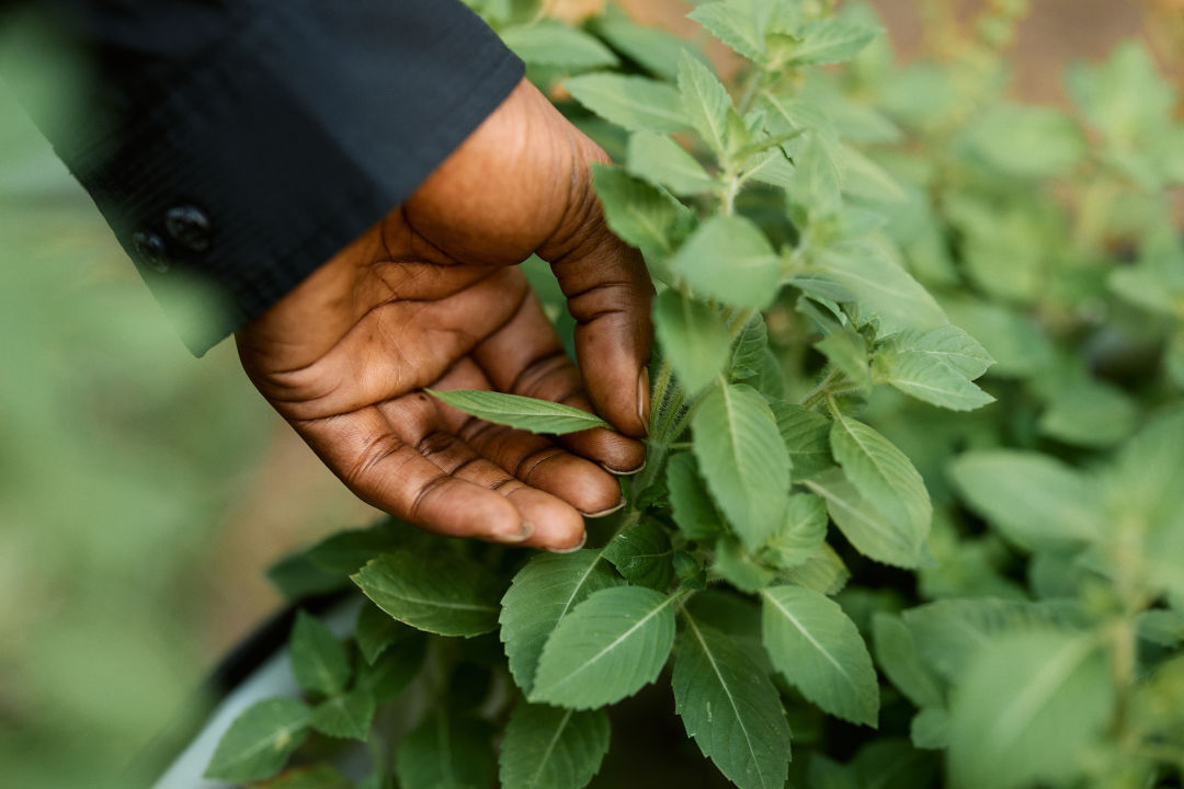 A hand reaching to hold the leaf of a lush green plant.
