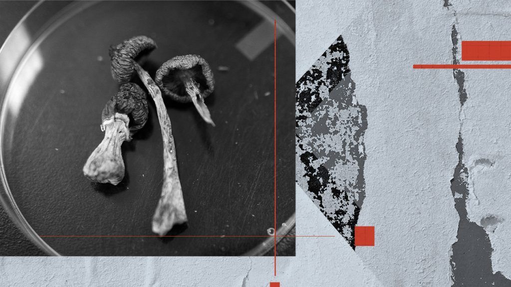 A collage of three psilocybin containing magic mushrooms on a flat surface