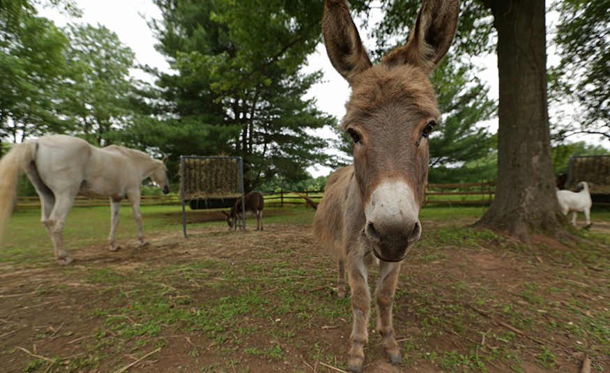 Carrier Clinic features an Equine Therapy program. NJBIZ/AARON HOUSTON