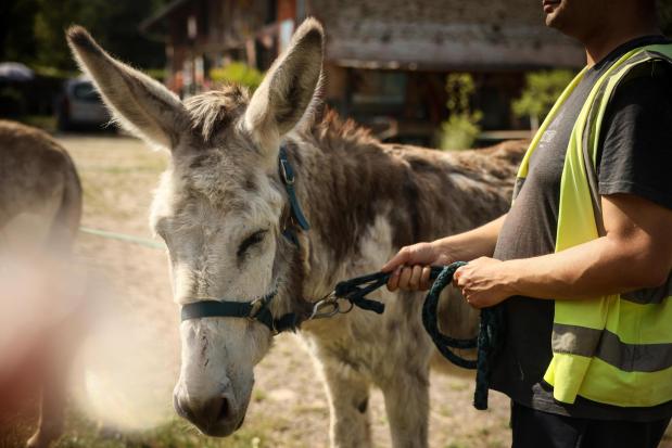 A patient with mental health conditions participates in a therapy session involving donkeys.