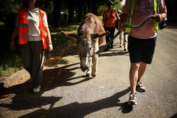 Patients with mental health conditions participate in a therapy session involving donkeys.