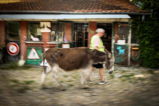 A patient with mental health conditions participates in a therapy session involving donkeys.