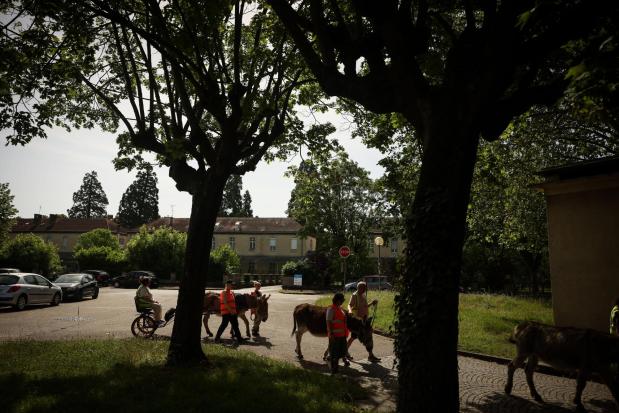 Patients with mental health conditions participate in a therapy session involving donkeys.